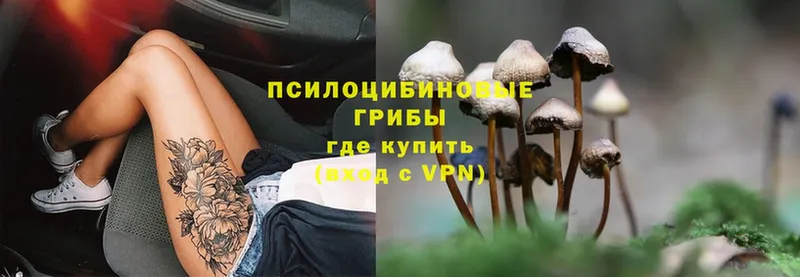 Галлюциногенные грибы Cubensis  Волоколамск 